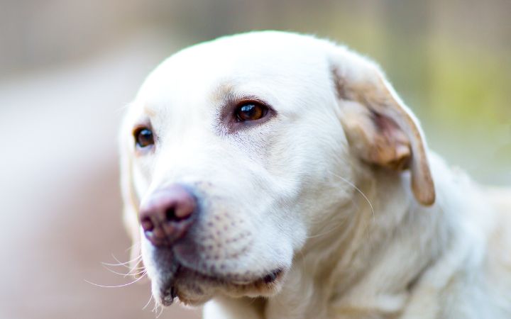 Labrador Retriever