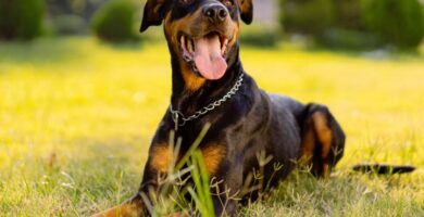 Nombre de Perro Doberman