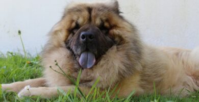 Nombre de Perro Eurasier