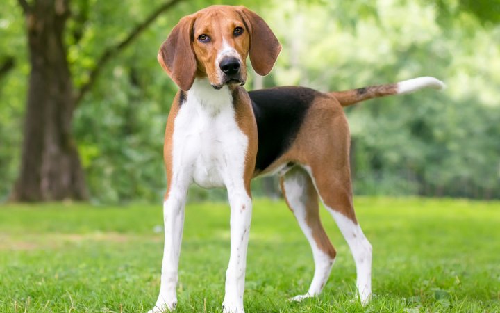 Nombre de Perro Foxhound Ingles