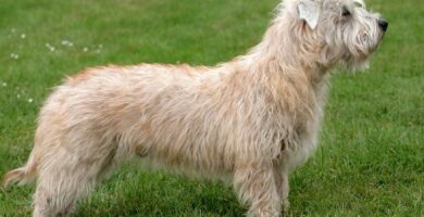 Nombre de Perro Irish Glen of Imaal Terrier