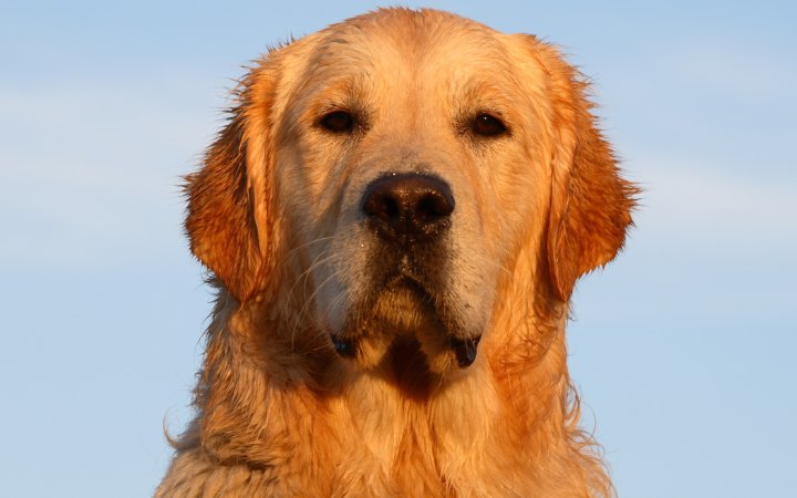 Nombre de Perro Perdiguero Portugues