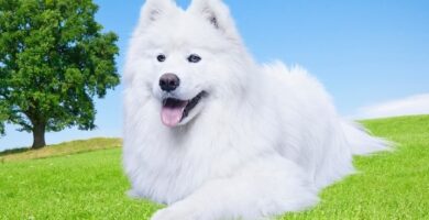 Nombre de Perro Samoyedo