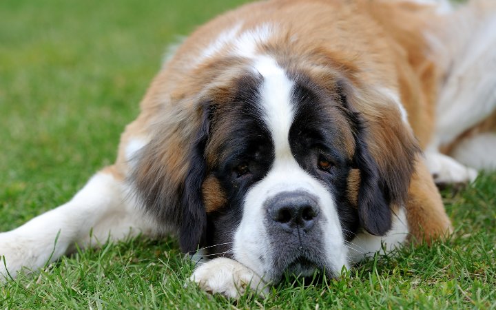 Nombre de Perro San Bernardo