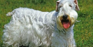 Nombre de Perro Sealyham Terrier