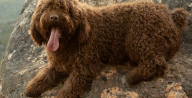 Nombre de Perro de Agua Espanol