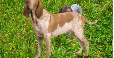 Nombre de Perros Braco Italiano