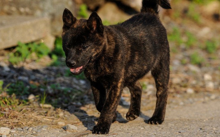 Nombre de Perros Kai Ken