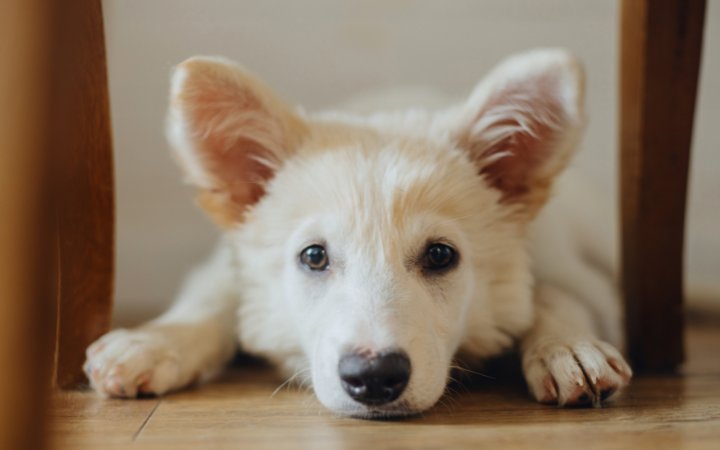 Nombre de Perros Kishu