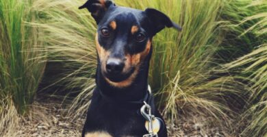 Nombre de Perros Manchester Terrier