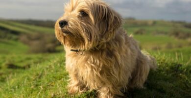 Nombre de Perros Norfolk Terrier