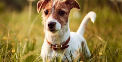 Nombre de Perros Parson Russell Terrier