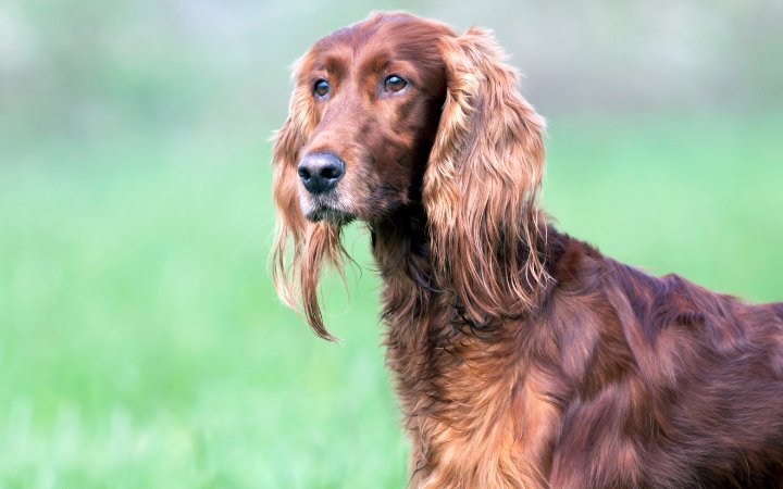 Nombre de Perros Setter Irlandeses