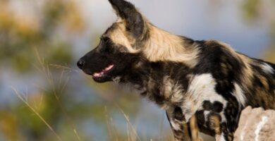 Nombre de perro Africanos