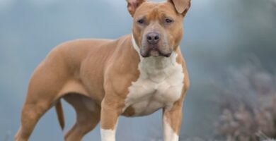 Nombre de perro American Staffordshire Terrier