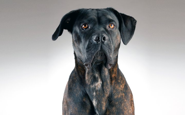 Nombre de perro Cane Corso