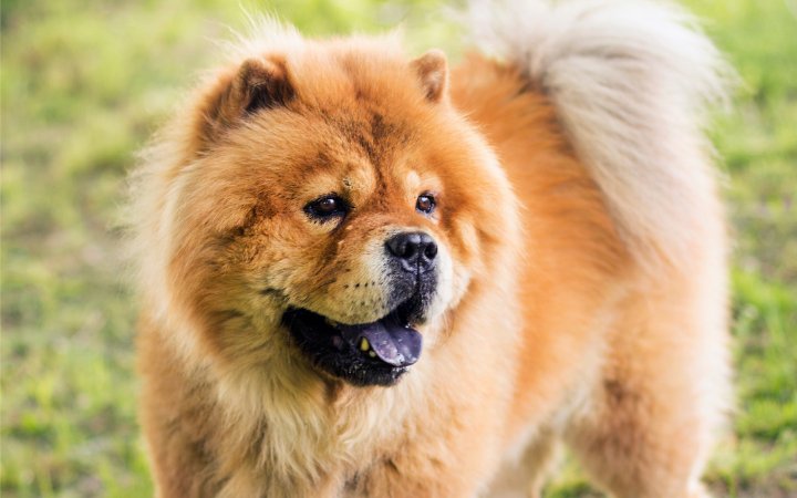 Nombre de perro Chow Chow