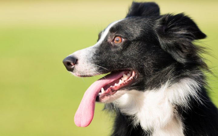 Nombre de perro Collie