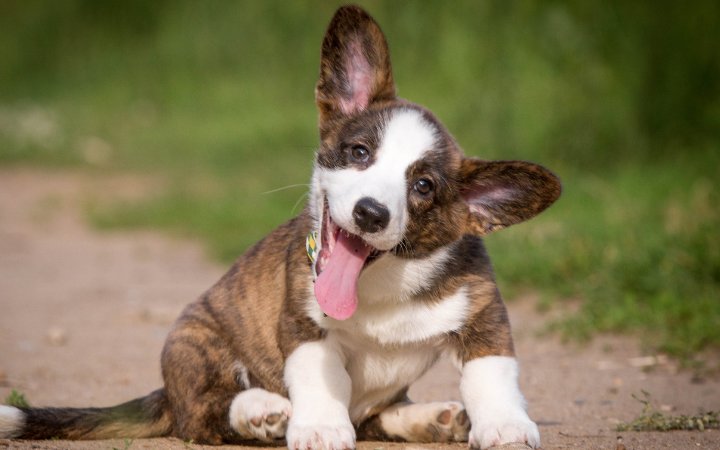 Nombre de perro Corgi Gales Cardigan