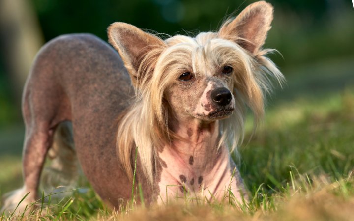 Nombre de perro Crestado Chino