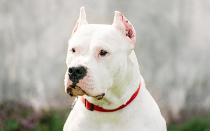 Nombre de perro Dogo Argentino