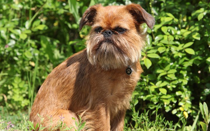 Nombre de perro Grifon de Bruselas