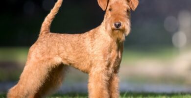 Nombre de perro Lakeland Terrier