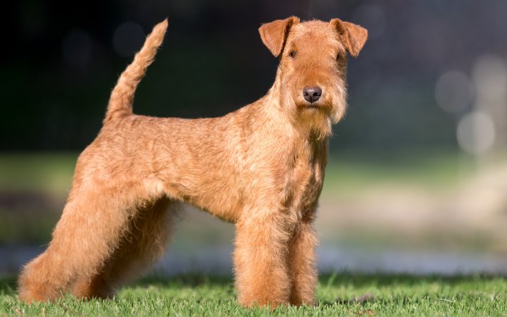 Nombre de perro Lakeland Terrier