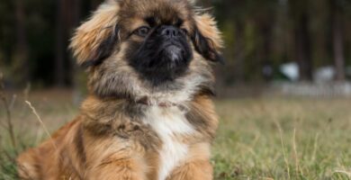 Nombre de perro Pekines