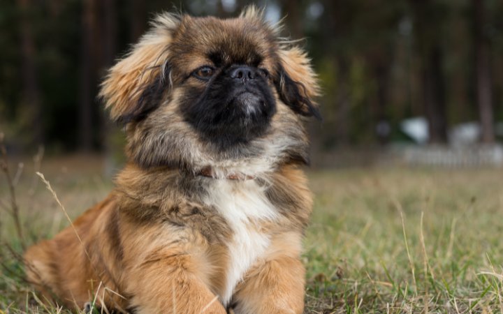 Nombre de perro Pekines