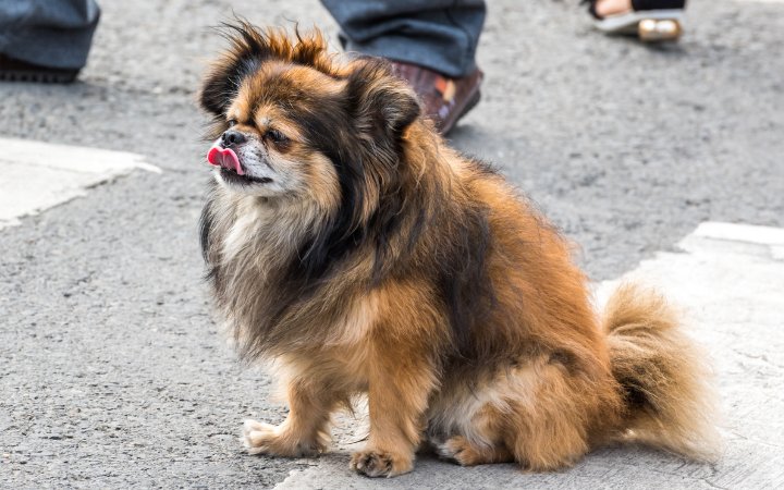 Nombre de perro chino