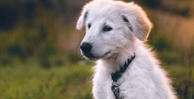 Nombre de perro ecuador