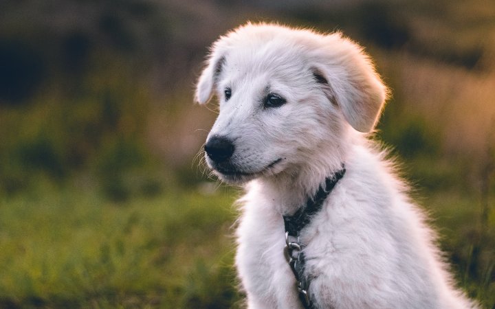 Nombre de perro ecuador