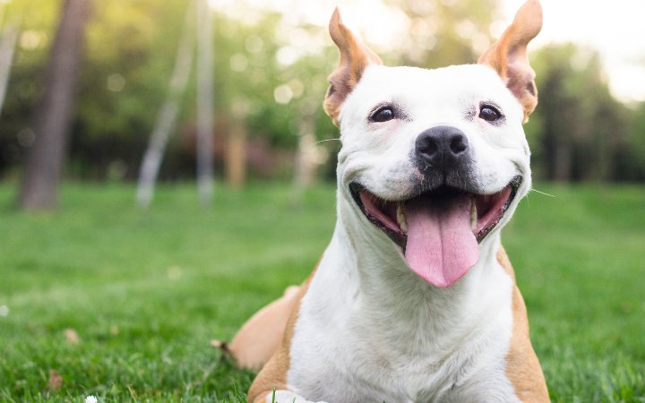 Nombre de perro europeos