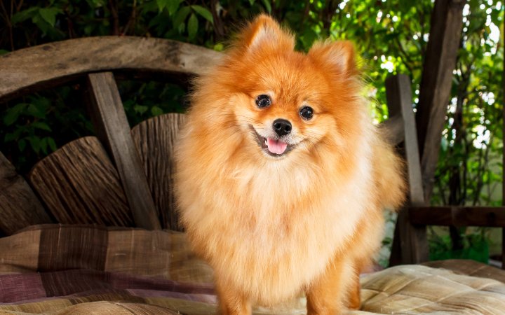 Nombre de perro pomerania