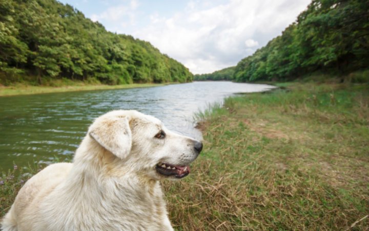 Nombre de perro por su nacionalidad