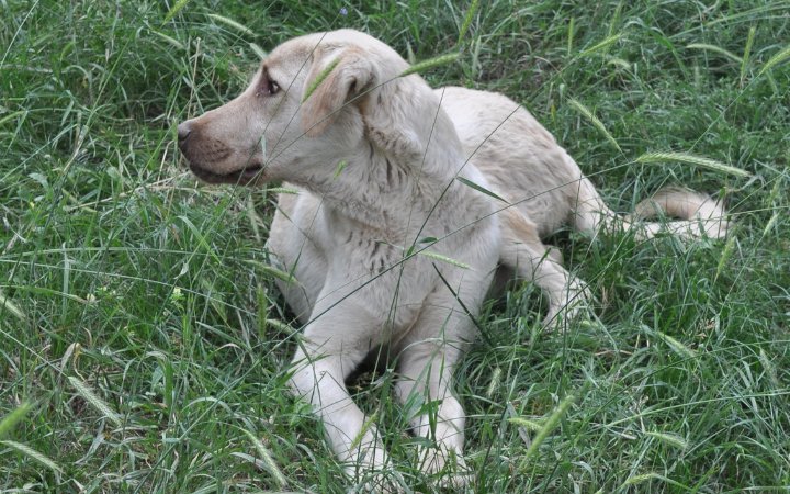 Nombre de perros Sanscritos