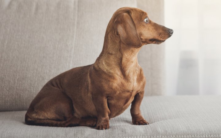 Nombre de perros bonitos