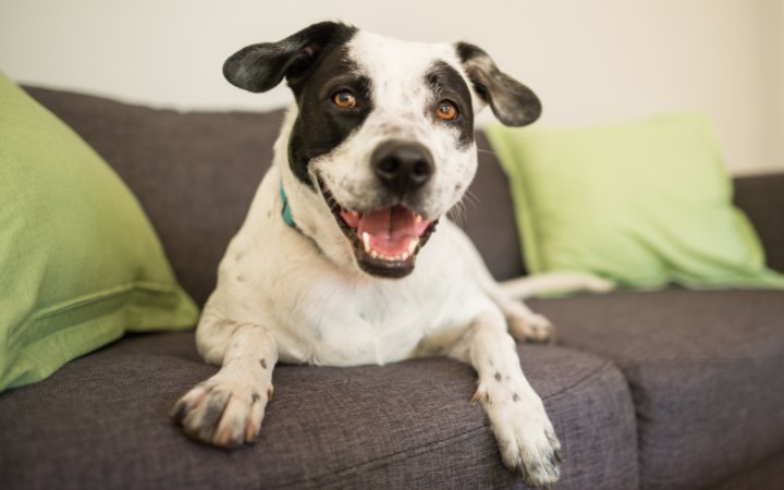 Nombre de perros curiosos