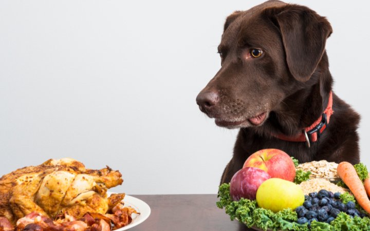 Nombre de perros de comidas