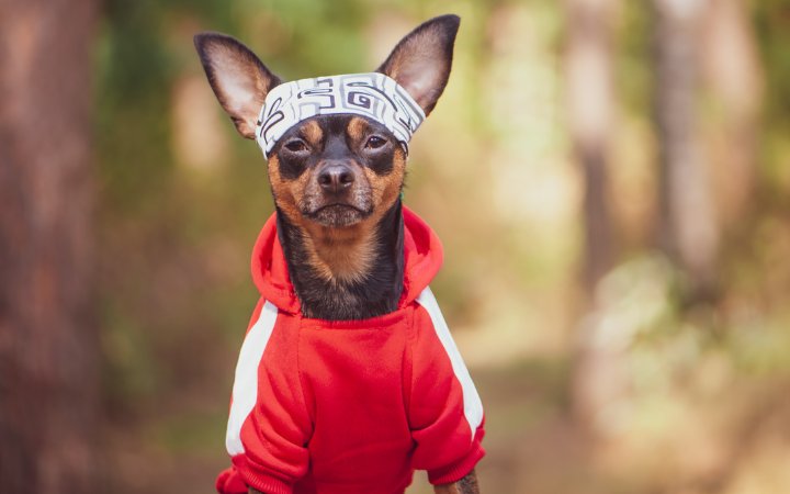 Nombre de perros deportivos