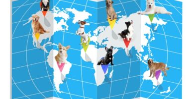 Nombre de perros mas populares paieses del mundo