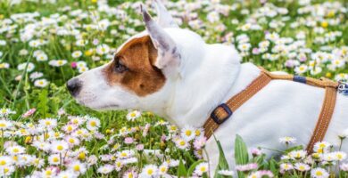 Nombre de perros no comunes