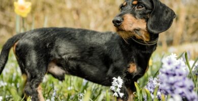 Nombre de perros primavera