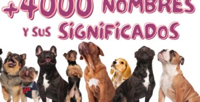 Nombre de perros y su significado