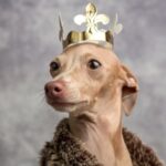 Nombre del perro de reyes