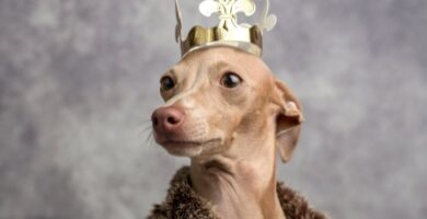 Nombre del perro de reyes