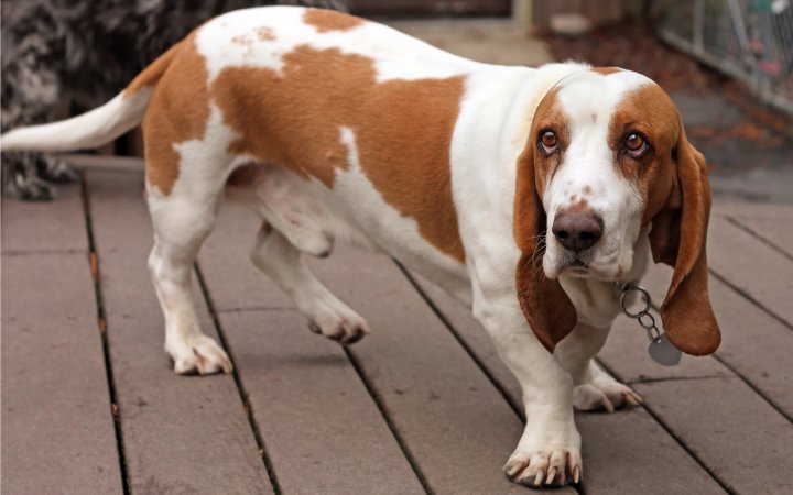 Nombre del perro manchados