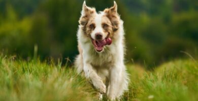 Nombres Australian Shepherd