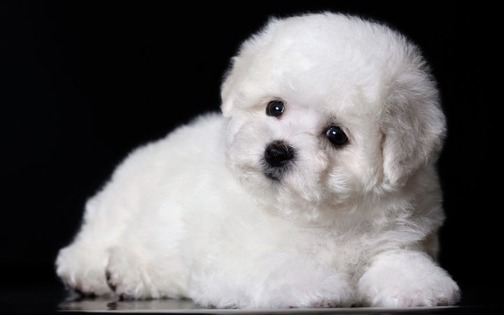 Nombres Bichon Frise